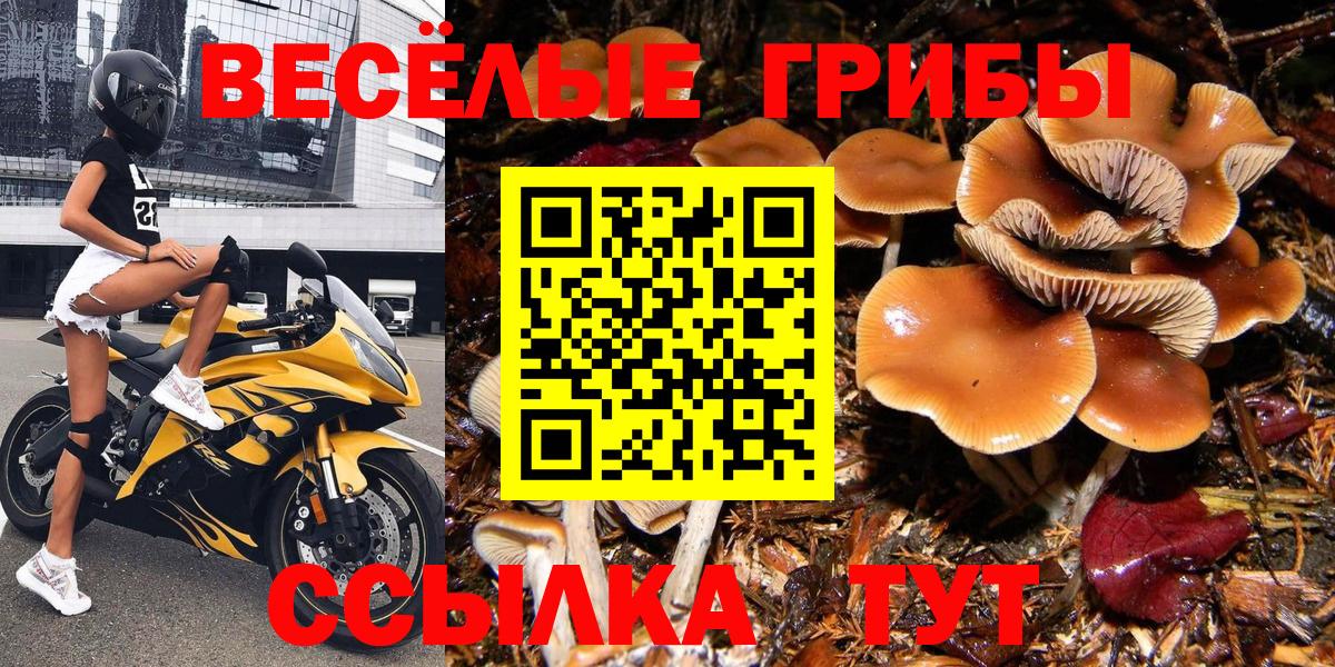 Галлюциногенные грибы мухоморы Берёзовский